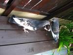 Merpati English Pouter - Pigeon Bird