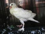 Merpati English Pouter - Pigeon Bird