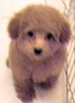 PF13720 - Poodle Dog