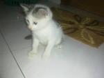 Omey - Domestic Short Hair Cat