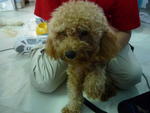 PF13735 - Poodle Dog