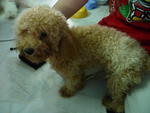 PF13735 - Poodle Dog