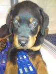 Rottweiler Puppy - Rottweiler Dog