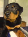 Rottweiler Puppy - Rottweiler Dog