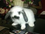 Lop Eared Babies - Lop Eared + Holland Lop Rabbit