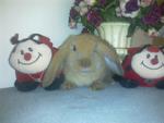 Lop Eared Babies - Lop Eared + Holland Lop Rabbit