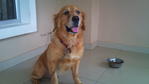 Den - Golden Retriever Dog