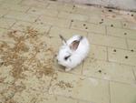 White Hotot Jersey Wooly Miss Pudding