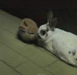 Ma rabbit with Dinks Jr on their first night  outside the nest