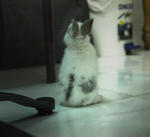 Standard rabbit pose, but still very short. photographed under the diningroom chair