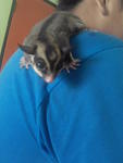 PF13769 - Sugar Glider Small & Furry