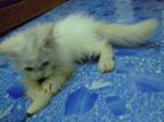 White Domestic Long Hair Kitten - Persian + Domestic Long Hair Cat