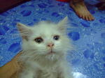 White Domestic Long Hair Kitten - Persian + Domestic Long Hair Cat