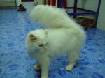 Ying Yang - Persian + Domestic Long Hair Cat