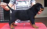 Show Quality Rottweiler Puppies - Rottweiler Dog