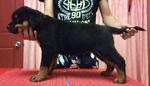 Show Quality Rottweiler Puppies - Rottweiler Dog