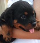 Show Quality Rottweiler Puppies - Rottweiler Dog