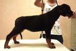 Show Quality Rottweiler Puppies - Rottweiler Dog