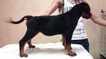 Show Quality Rottweiler Puppies - Rottweiler Dog