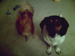 Gianna is the black, brown and white dog.