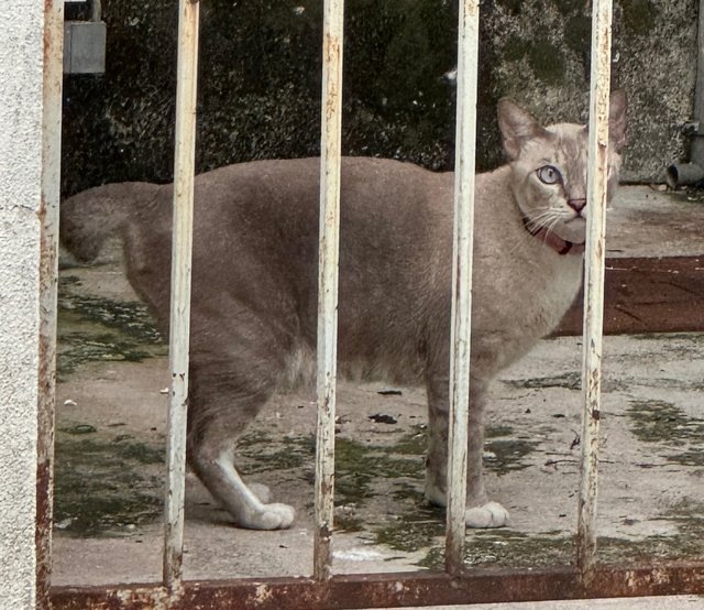 Cotton - Domestic Short Hair + Tabby Cat