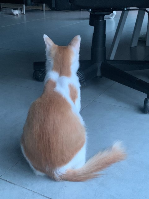 Hachikoo - Turkish Angora + Tuxedo Cat