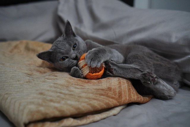 Munchkin - British Shorthair Cat