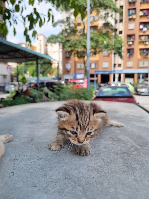 Elin - Tabby Cat