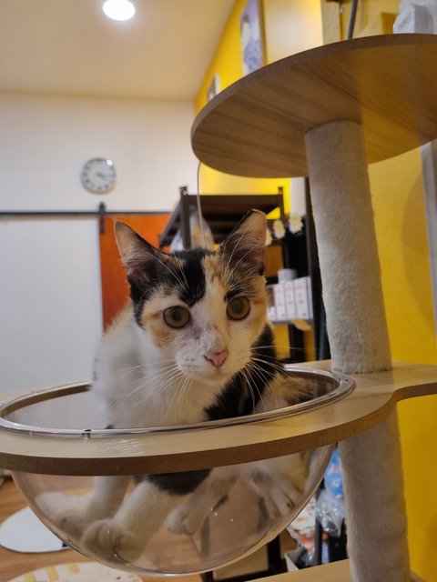 Cheese  - Calico Cat