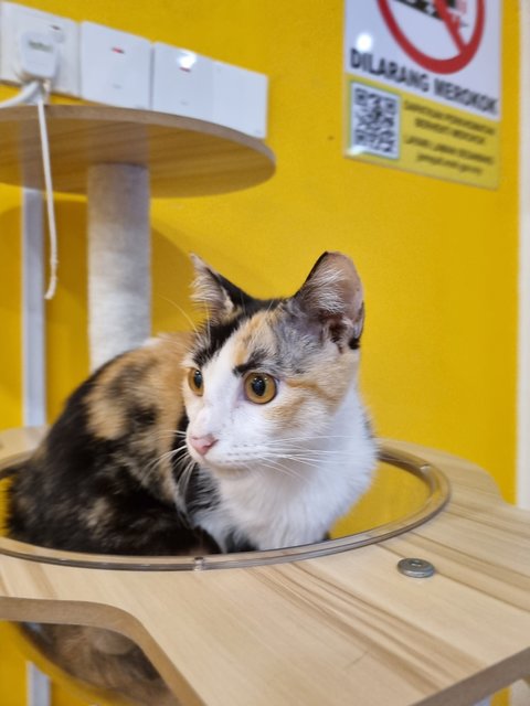 Cheese  - Calico Cat