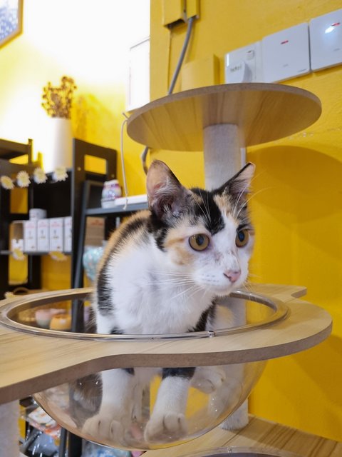 Cheese  - Calico Cat