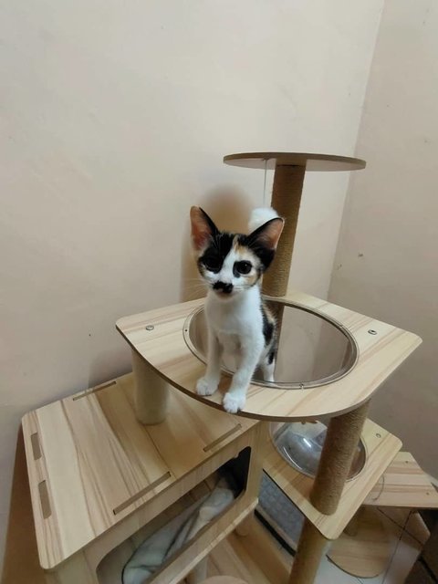 (Ipoh, Perak) Luna - Domestic Short Hair Cat