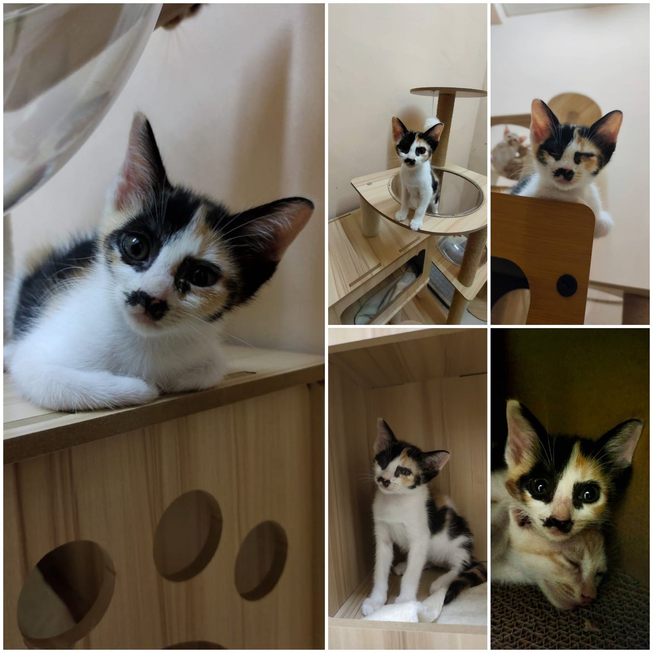 (Ipoh, Perak) Luna - Domestic Short Hair Cat