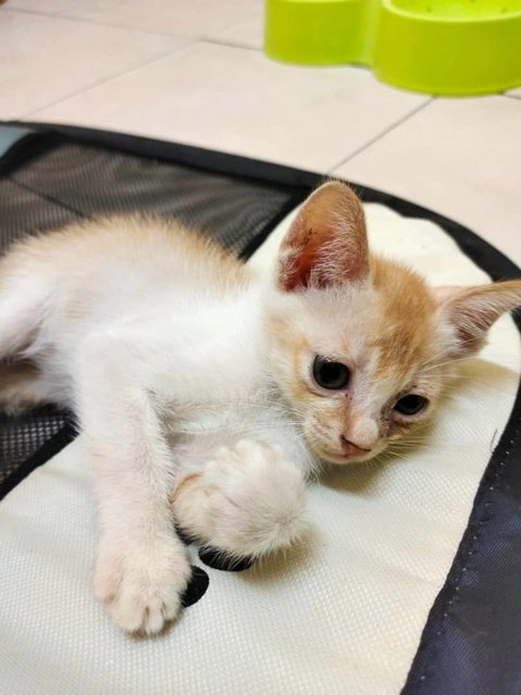 (Ipoh, Perak) Little Kitten - Domestic Short Hair Cat