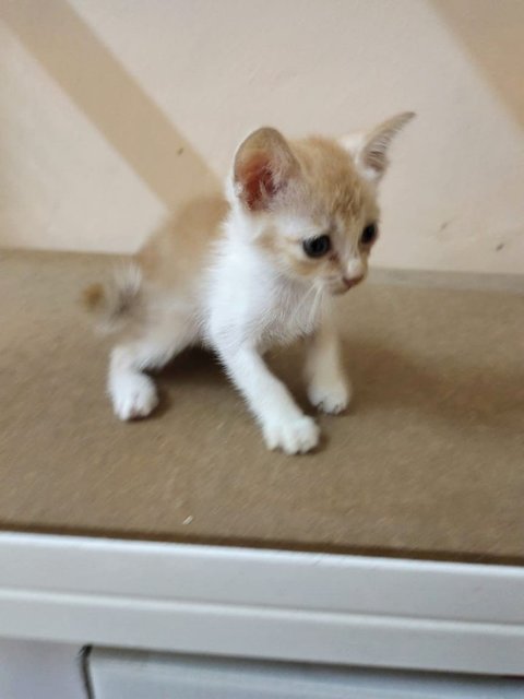 (Ipoh, Perak) Little Kitten - Domestic Short Hair Cat