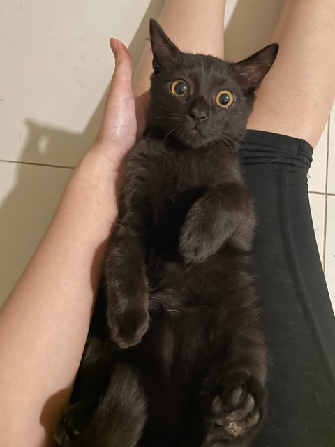 Batman - Domestic Short Hair Cat