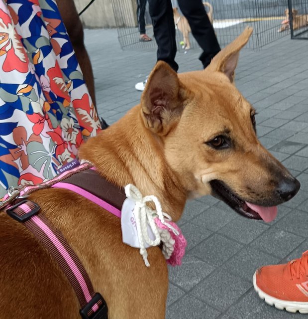 Gina - Mixed Breed Dog