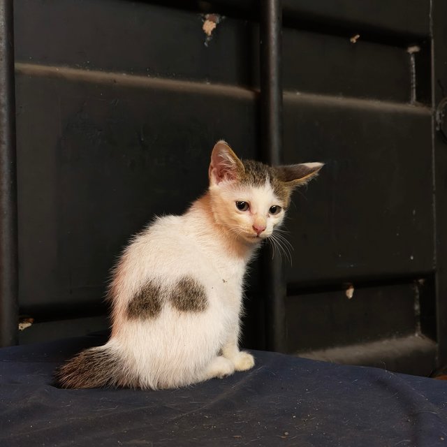 Oskar - Domestic Short Hair Cat