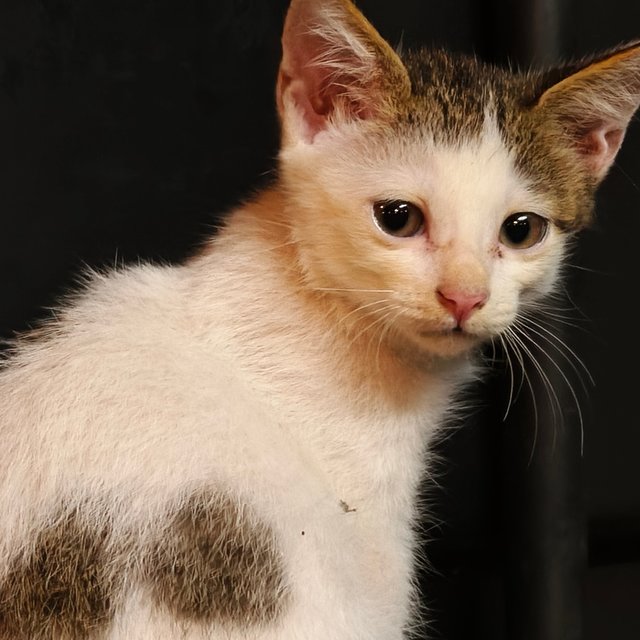 Oskar - Domestic Short Hair Cat