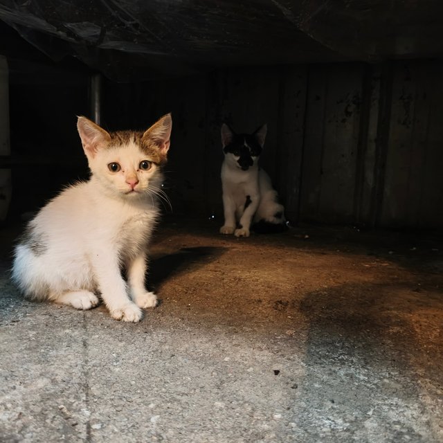 Oskar - Domestic Short Hair Cat