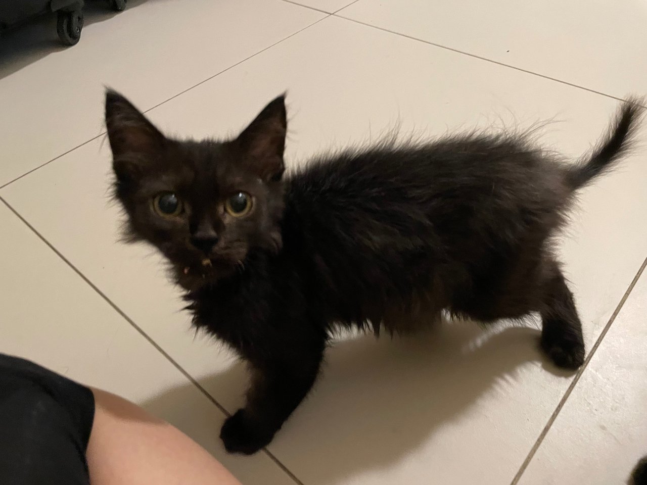 Bean - Domestic Long Hair Cat