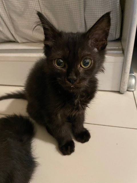 Bean - Domestic Long Hair Cat