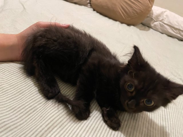 Bean - Domestic Long Hair Cat