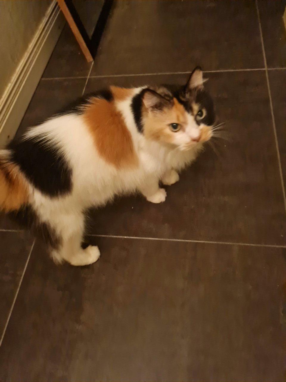 Bella - Domestic Medium Hair + Calico Cat