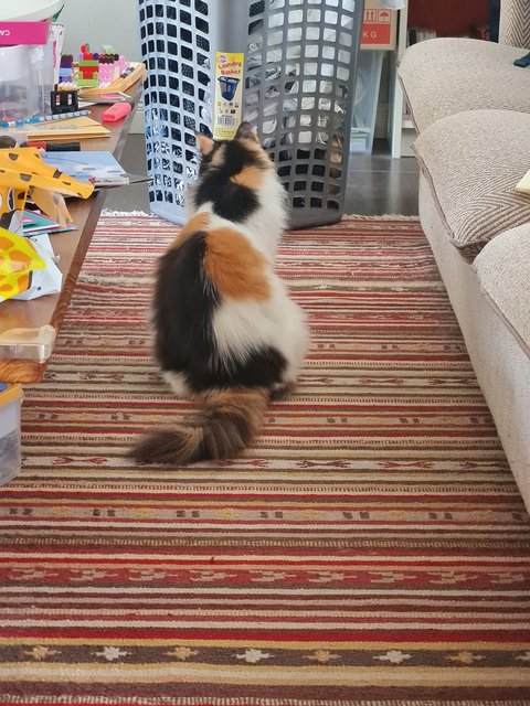 Bella - Domestic Medium Hair + Calico Cat