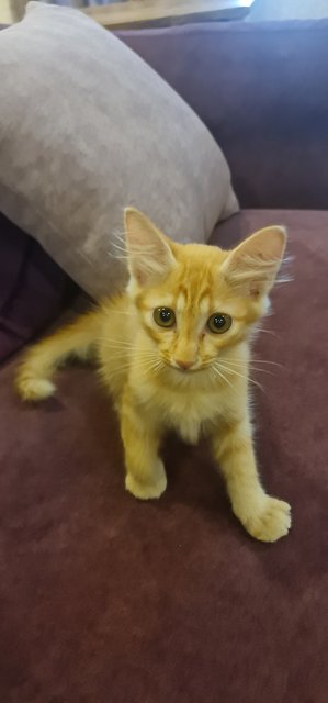 Burger Oblong - Domestic Medium Hair Cat