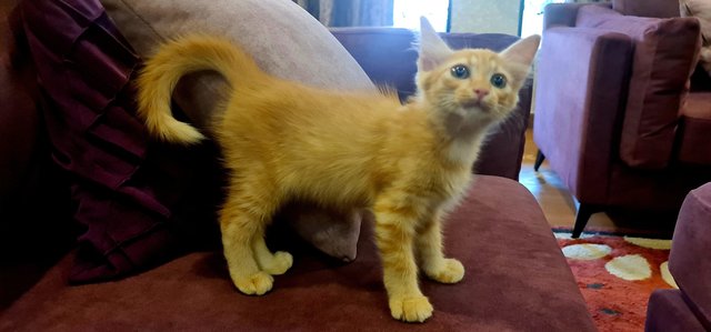 Burger Oblong - Domestic Medium Hair Cat