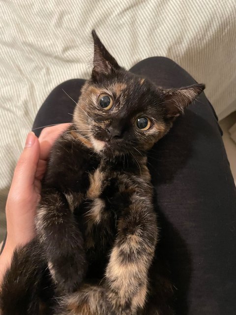 Spicy - Tortoiseshell Cat