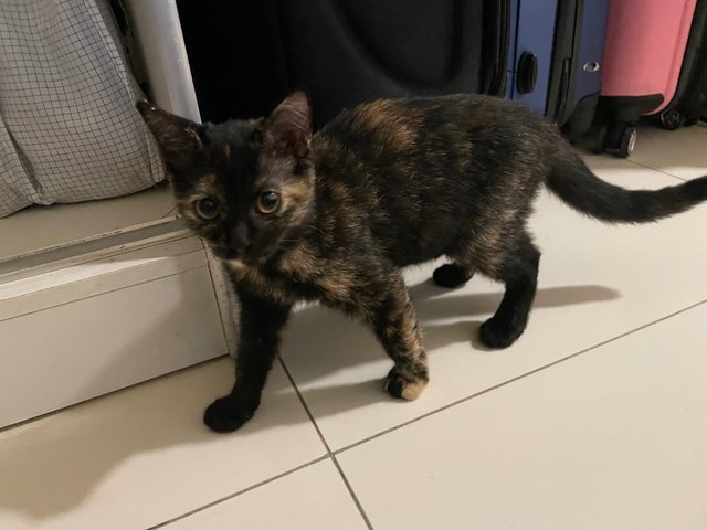 Spicy - Tortoiseshell Cat