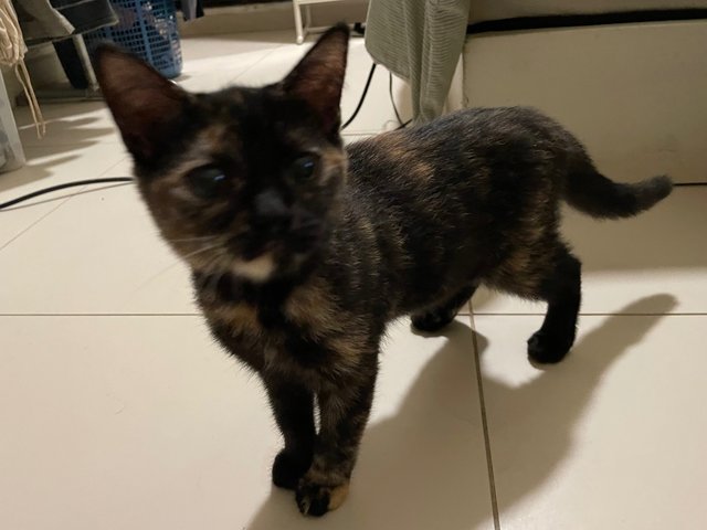 Spicy - Tortoiseshell Cat